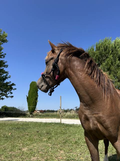 Welsh pony 2 ans