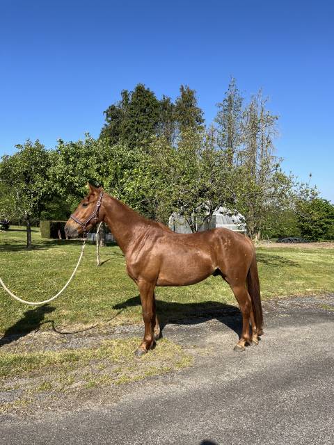 Cheval de 4 ans 