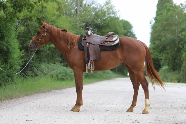 Jument quarter horse