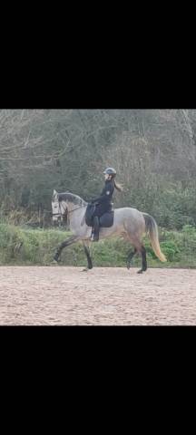 Jument lusitanienne 9 ans