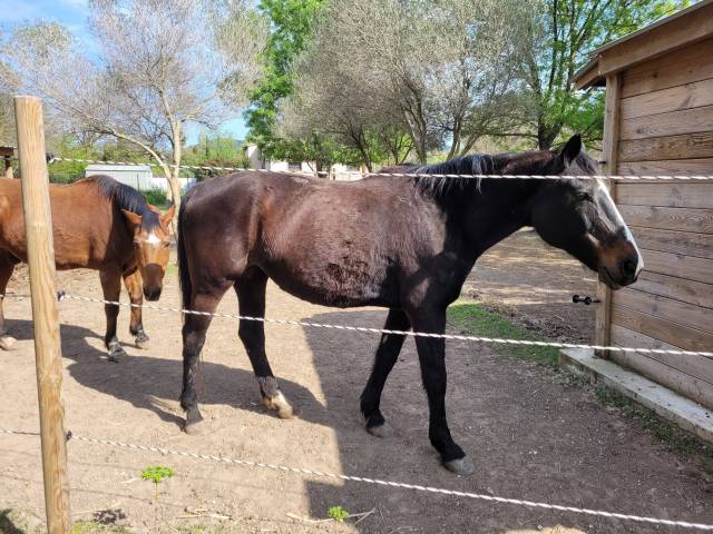 Cheval à donner ( 200€ pour la validation)