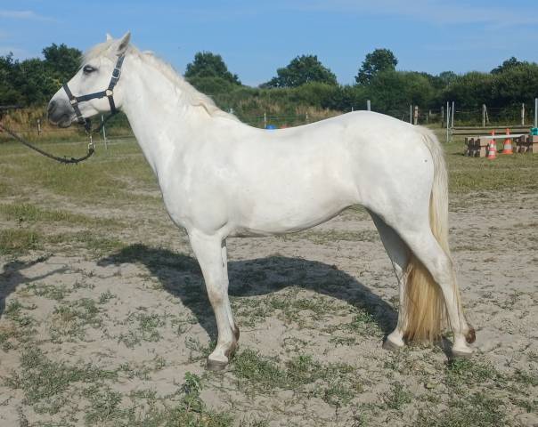 Connemara femelle 9 ans