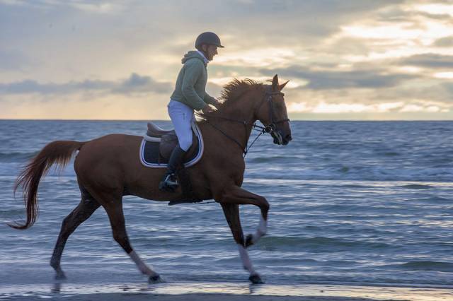 Cheval de loisirs adapté à toute la famille