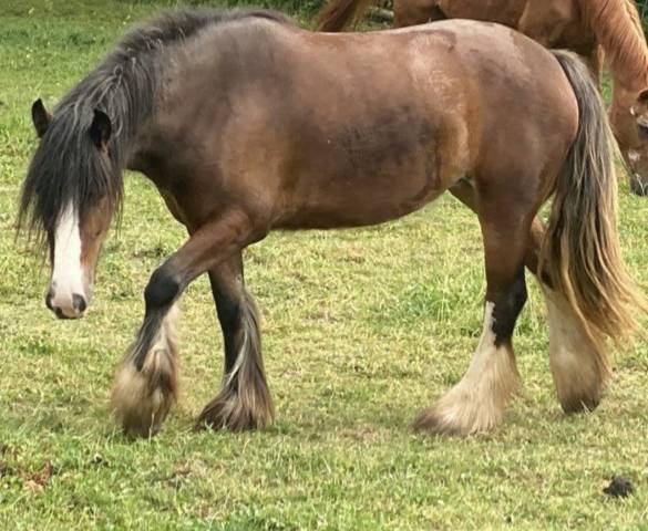 Jument irish cob 4 ans 