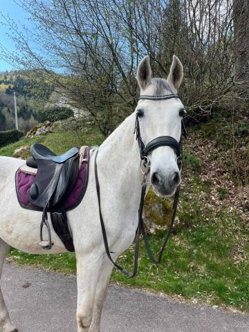 A vendre cheval espagnol