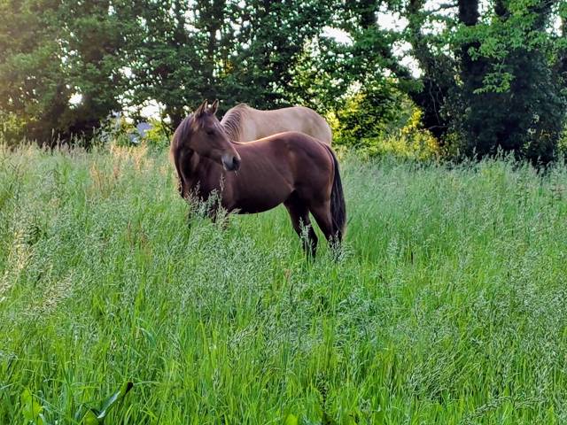 Pouliche quarter horse pp 2025