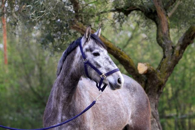 Jument de sport 1m57