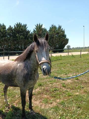 Jument welsh part bred 4 ans