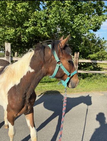 Poney welsh de 2 ans pie