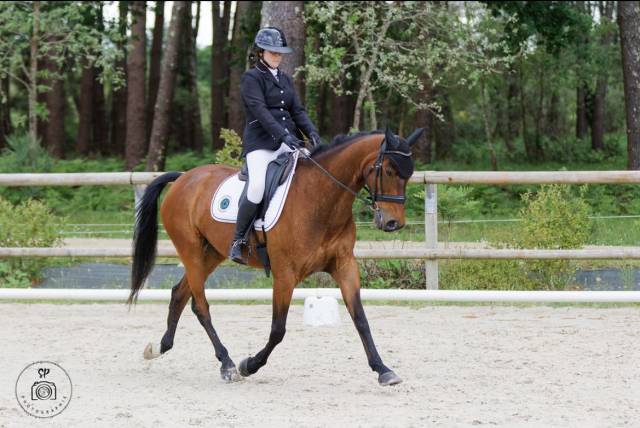 Cheval dressage/cso
