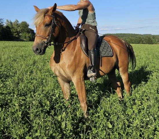 Petit cheval porteur