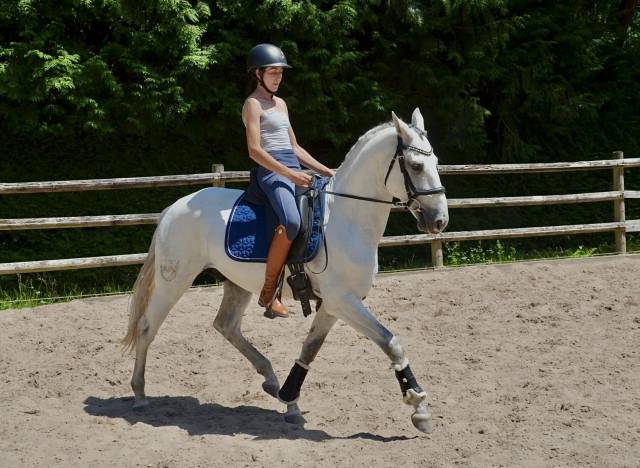 Hongre pur sang lusitanien 5 ans