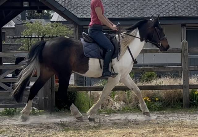 Grand poney- petit cheval