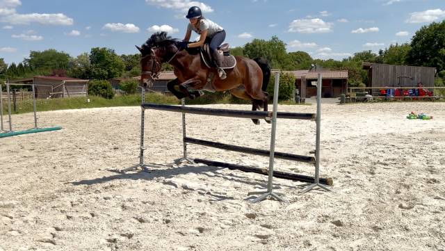 Cheval à vendre