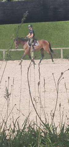 Jument 4 ans potentiel amateur 