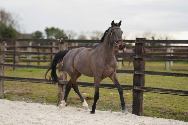 Hongre de 5 ans conthargos x diamant 