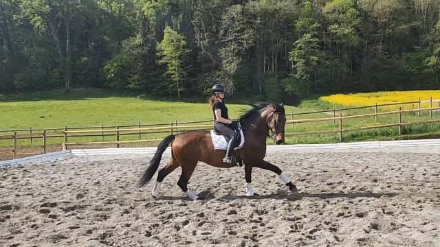 Joya td - jument pre - 7 ans