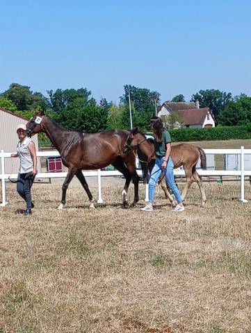 Pouliche aqps (foal) pour courses