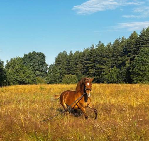 à vendre – pouliche poney d 8 mois fille de limoncello