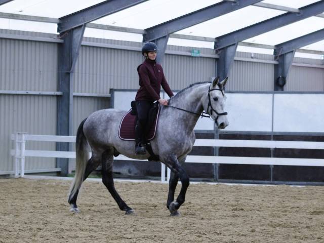 Cheval de dressage amateur