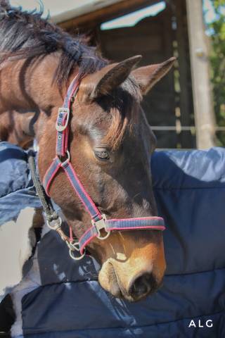 Zangersheide de 5 ans à vendre  