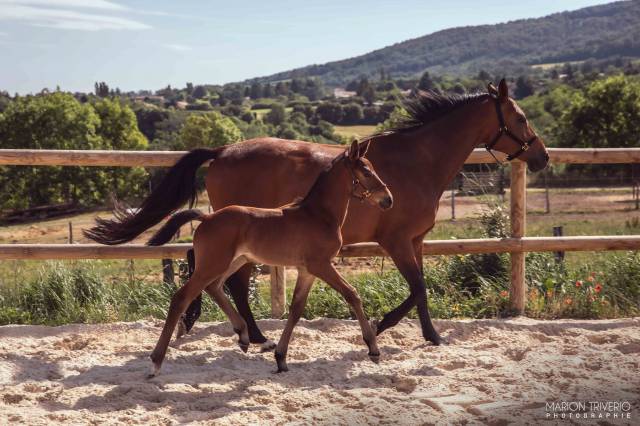 Foal ?✨ quetzal bois dieu – à réserver !