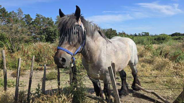 Cheval de trait auxois