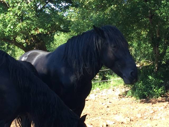 lidalgo — grand cheval noir type minorquin — robe prof