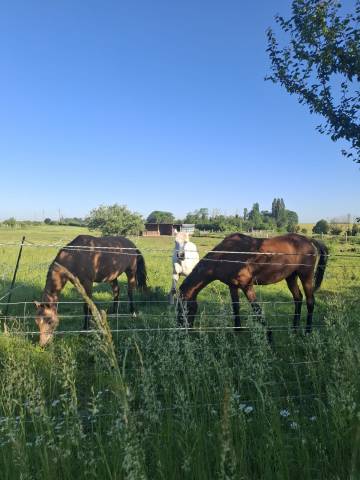 Pension chevaux - elevage de solusthel - 91720 vert le petit