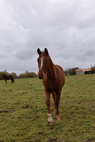 Jeune jument à faire à sa main