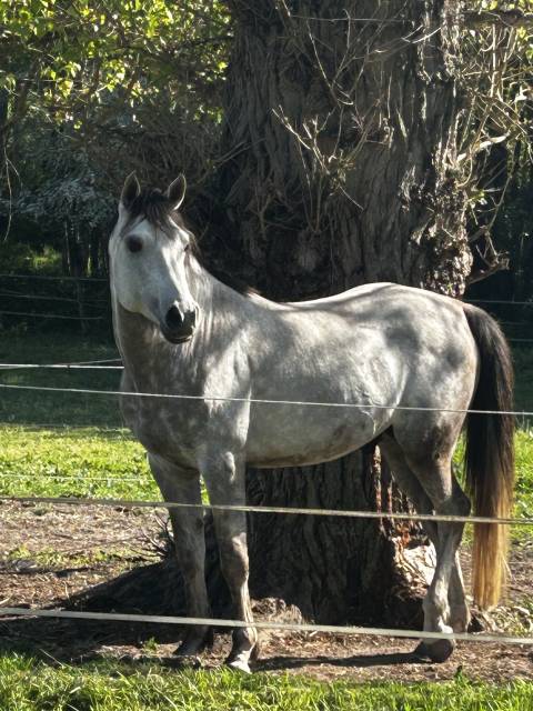 Cheval pure sang arabe 5ans 