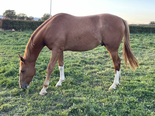 Hongre selle français fils de bassano de nantuel