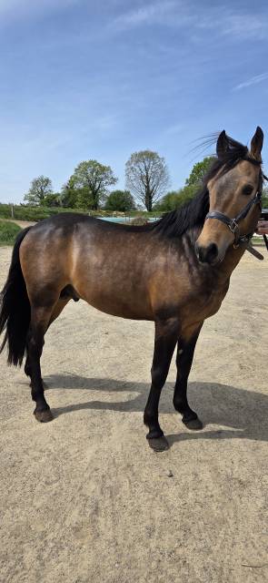 Etalon isabelle new forest 5 ans