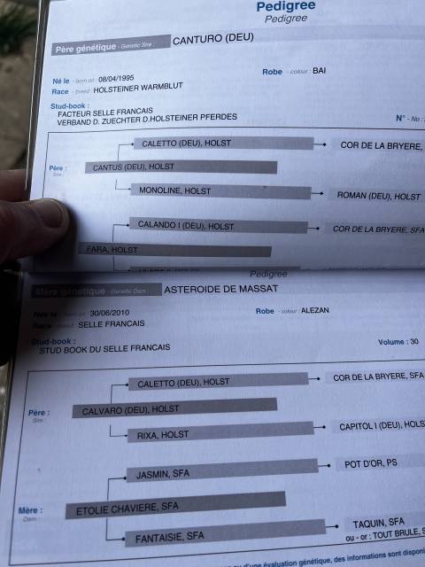 Jument de 5 ans sf