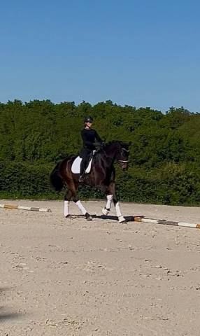 Wtf vd guldennagel cheval de dressage