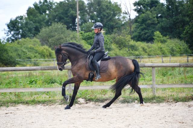 Jument dressage competition 7 ans