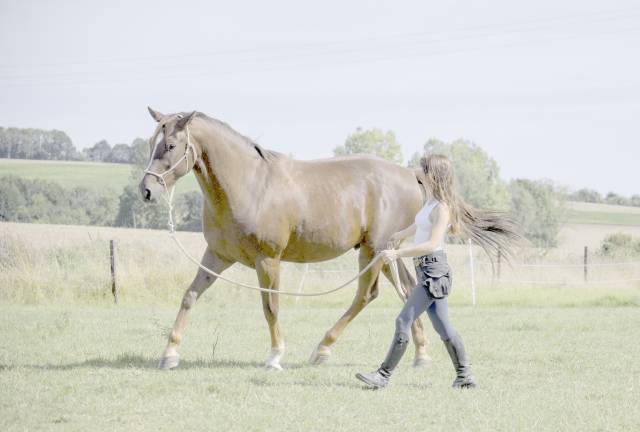 Hongre de 8 ans - ethologie - dressage - saut