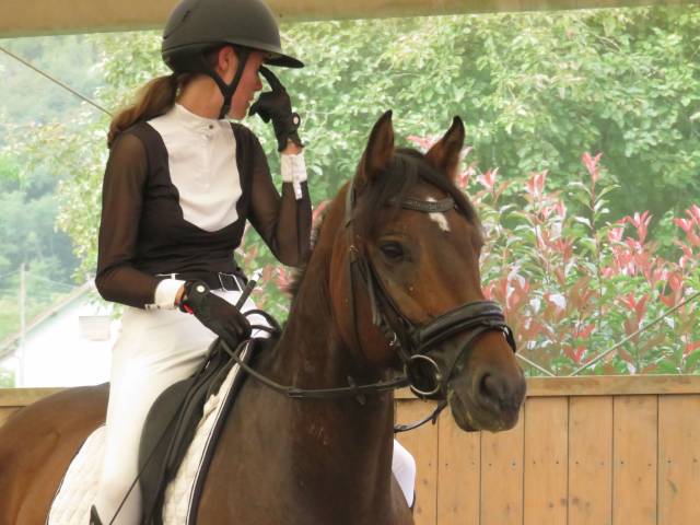 Norbi - hongre franche montagne - 8 ans - 1m55 