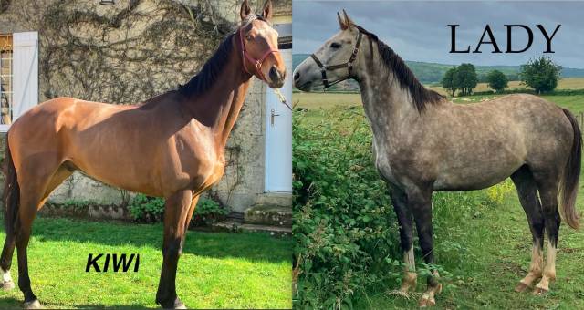 Jeunes chevaux aqps