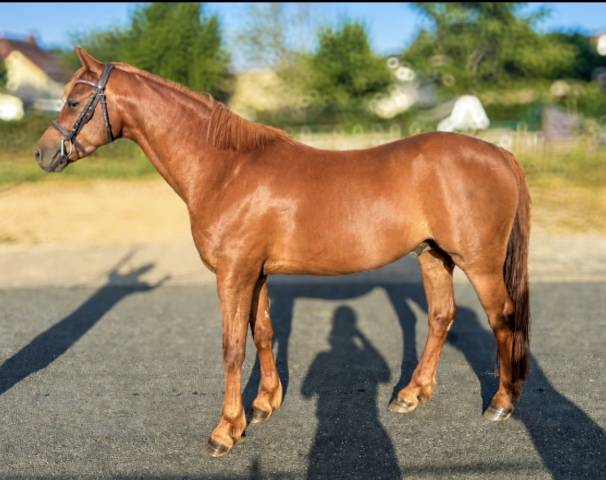 Poney c de sport