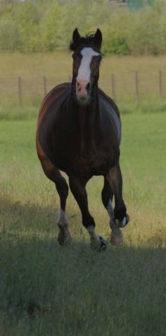 Hongre cheval 