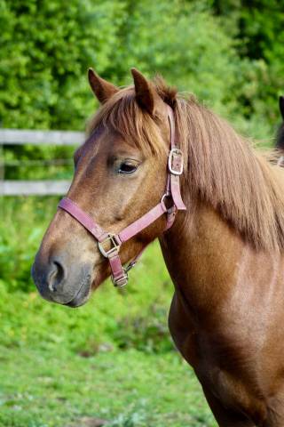 Poney de 5 ans 
