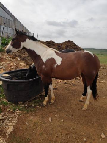 Jument paint horse 4 ans 