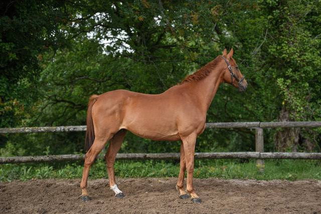 Hongre polyvalent, 11 ans