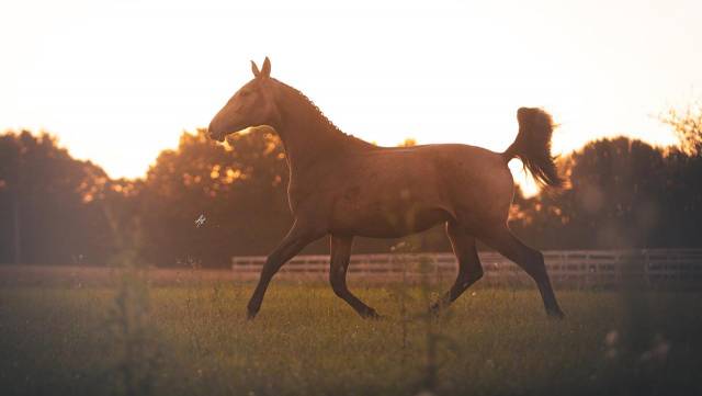 Magnifique cheval 