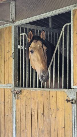 Pure race espagnole isabelle 