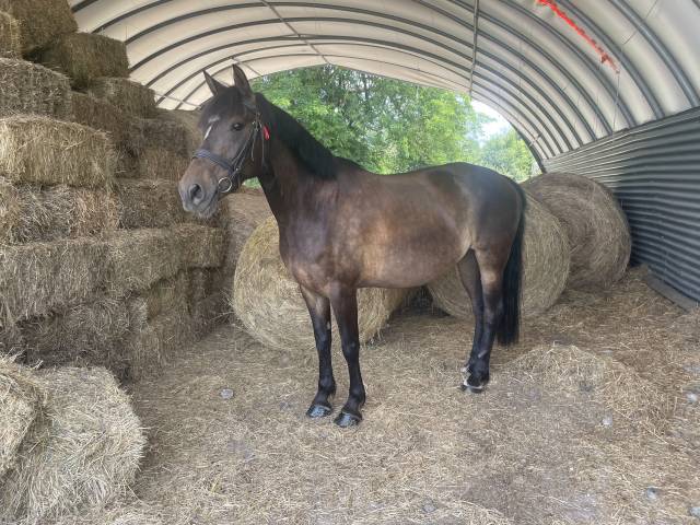 Magnifique poney 6 ans