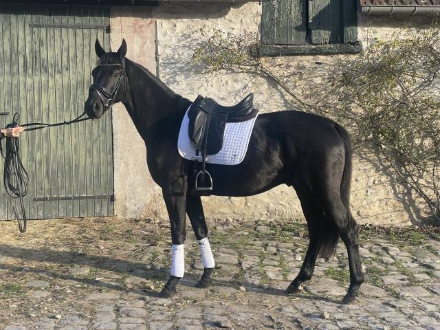 Hongre de 4ans par kjento