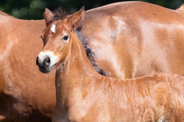 Poulain welsh cob - élevage de maïka