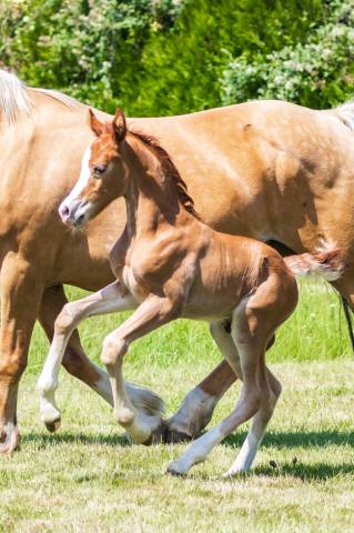 Poulain welsh cob - elevage de maika